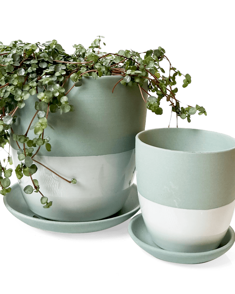 Dyad Porcelain Modern Indoor Plant Pot With Saucer - Chive US Wholesale
