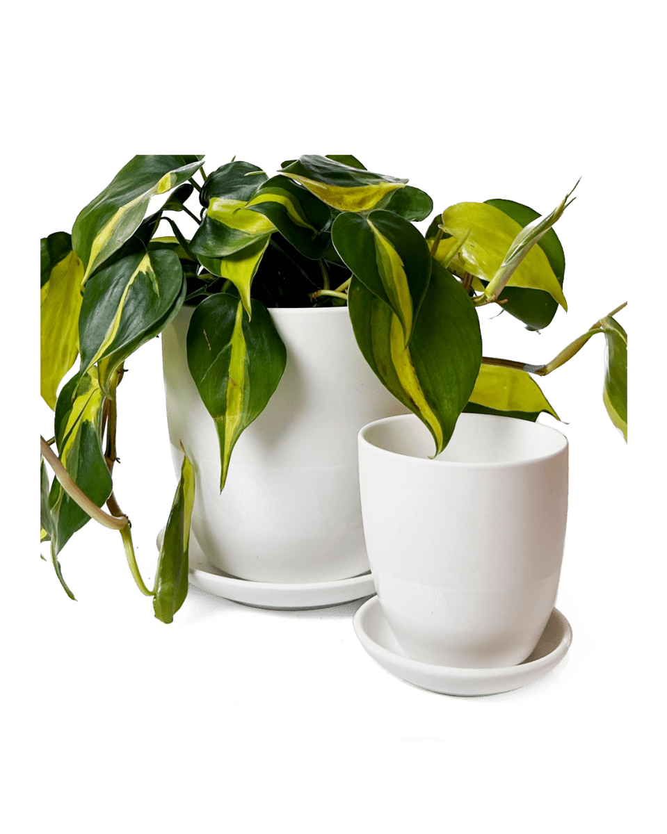 Dyad Porcelain Modern Indoor Plant Pot With Saucer - Chive US Wholesale