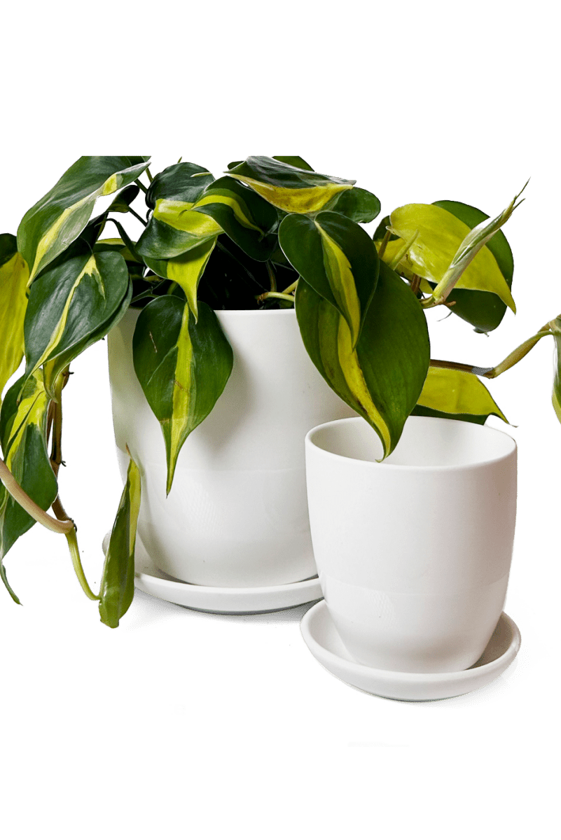 Dyad Porcelain Modern Indoor Plant Pot With Saucer - Chive US Wholesale
