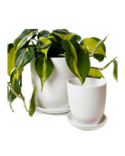 Dyad Porcelain Modern Indoor Plant Pot With Saucer - Chive US Wholesale