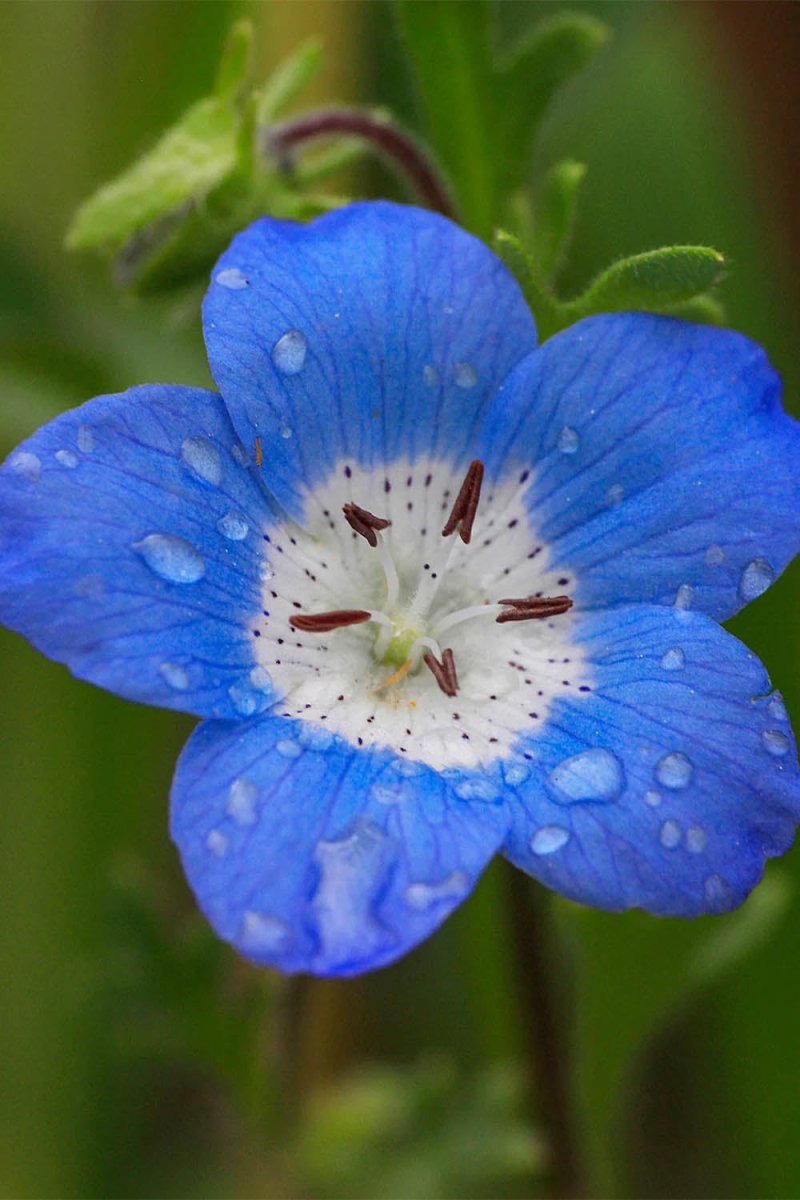 Baby Blue Eyes Flower Seeds Packet - Chive US Wholesale
