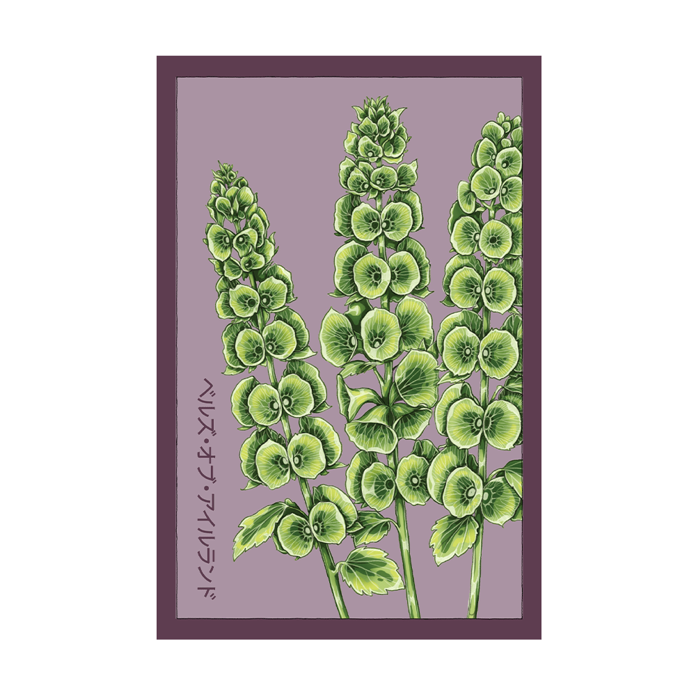 Bells of Ireland Flower Seeds Packet - Chive US Wholesale