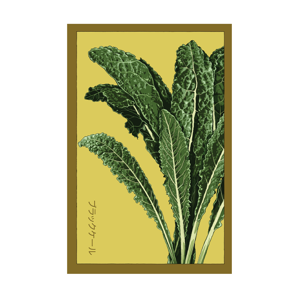 Black Magic Kale Vegetable Seeds Packet - Chive US Wholesale
