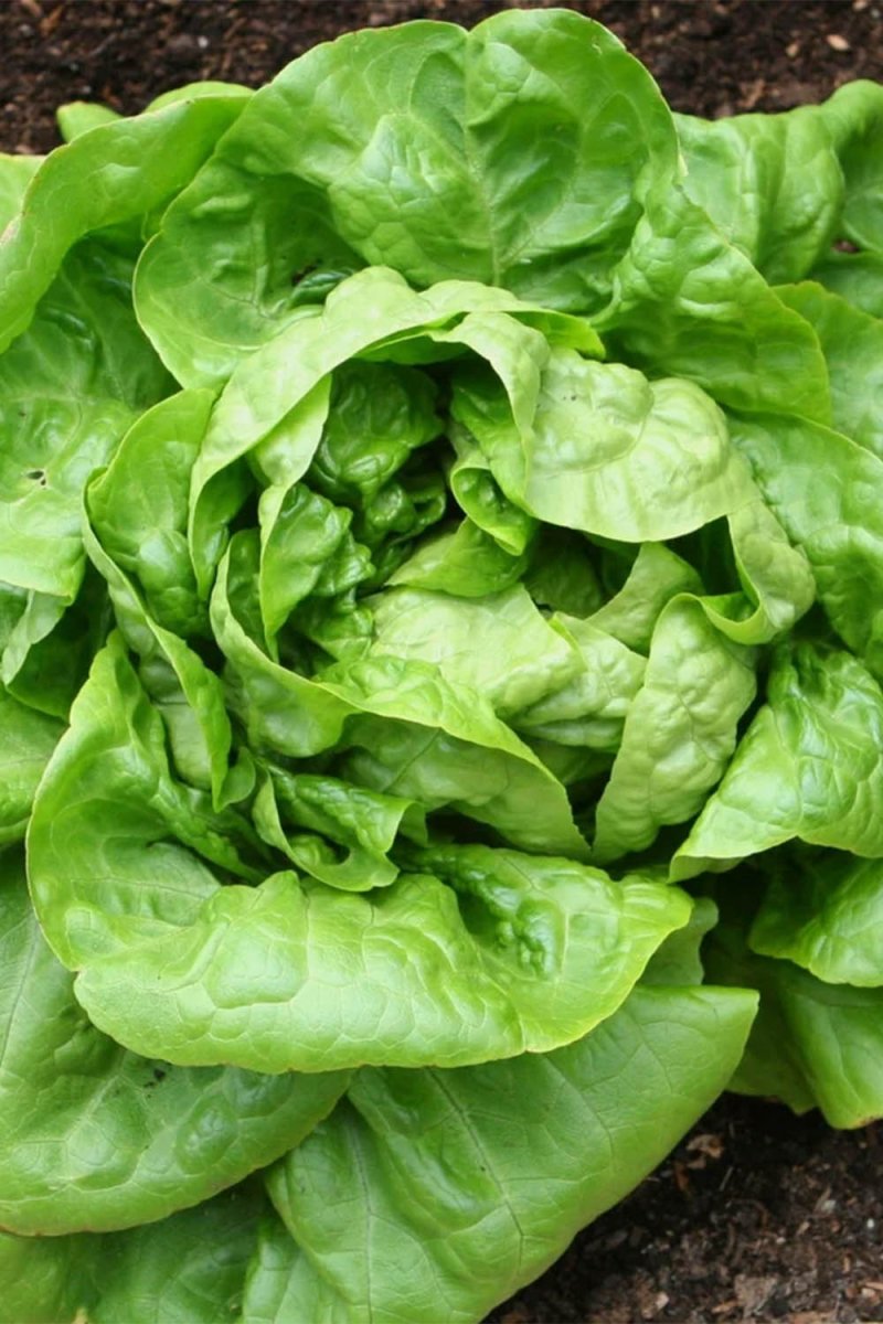 Buttercrunch Lettuce Vegetable Seeds Packet - Chive US Wholesale