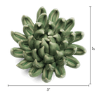 EG14 Jade Green Succulent - Chive US Wholesale