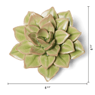 EG10 Peridot Green Fairy Echeveria - Chive US Wholesale