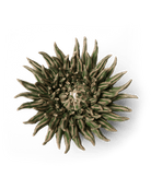 Ceramic Flower Mum Olive 5 - Chive US Wholesale