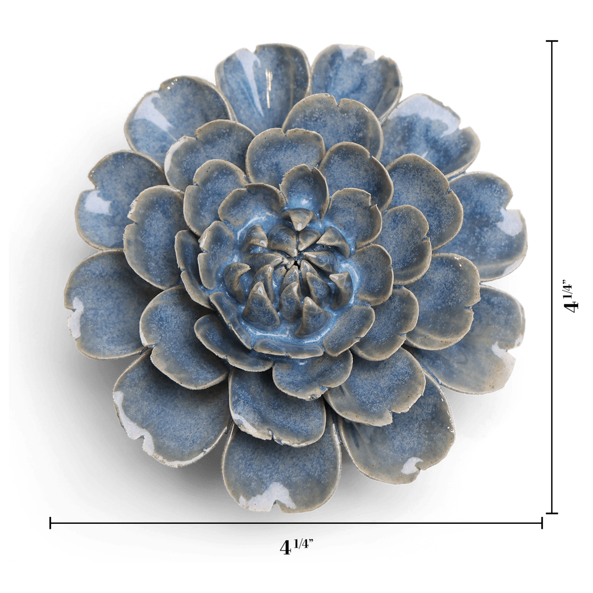 JA21 Fancy Blue Fiesta Marigold - Chive US Wholesale