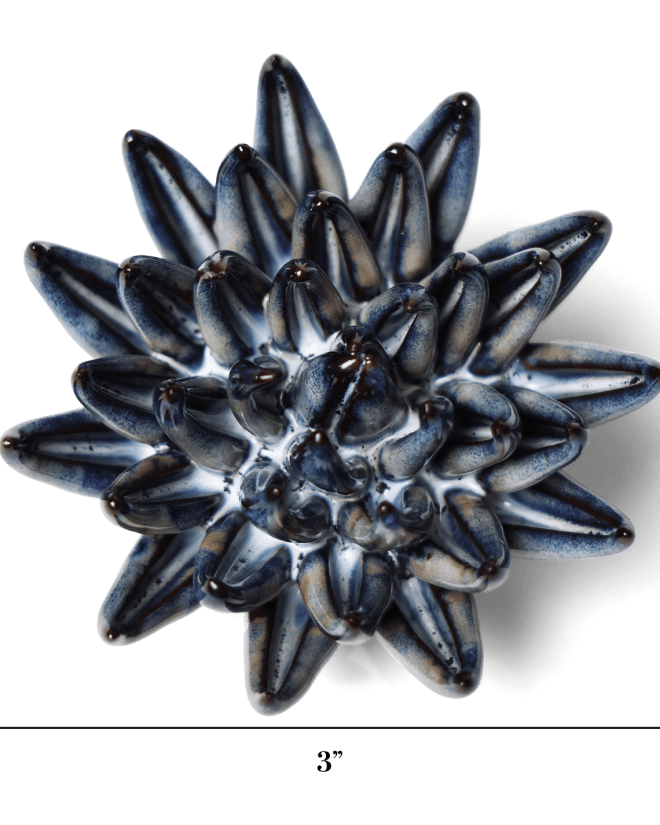 JA16 Navy Blue Chalksticks Succulent - Chive US Wholesale