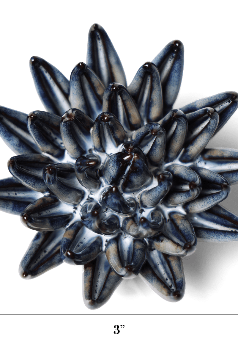 JA16 Navy Blue Chalksticks Succulent - Chive US Wholesale
