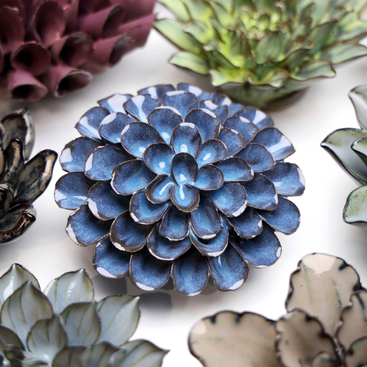 JA04 Blue Noir Pompon Dahlia - Chive US Wholesale