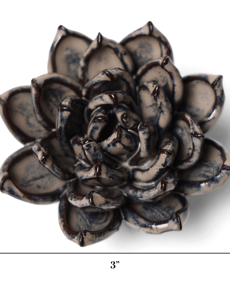 JA08 Latte Lola Echeveria - Chive US Wholesale