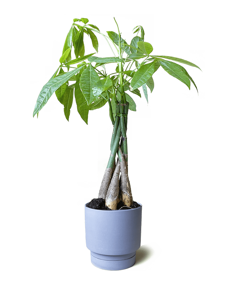 Casey Porcelain Modern Pot And Saucer Set - Chive US Wholesale