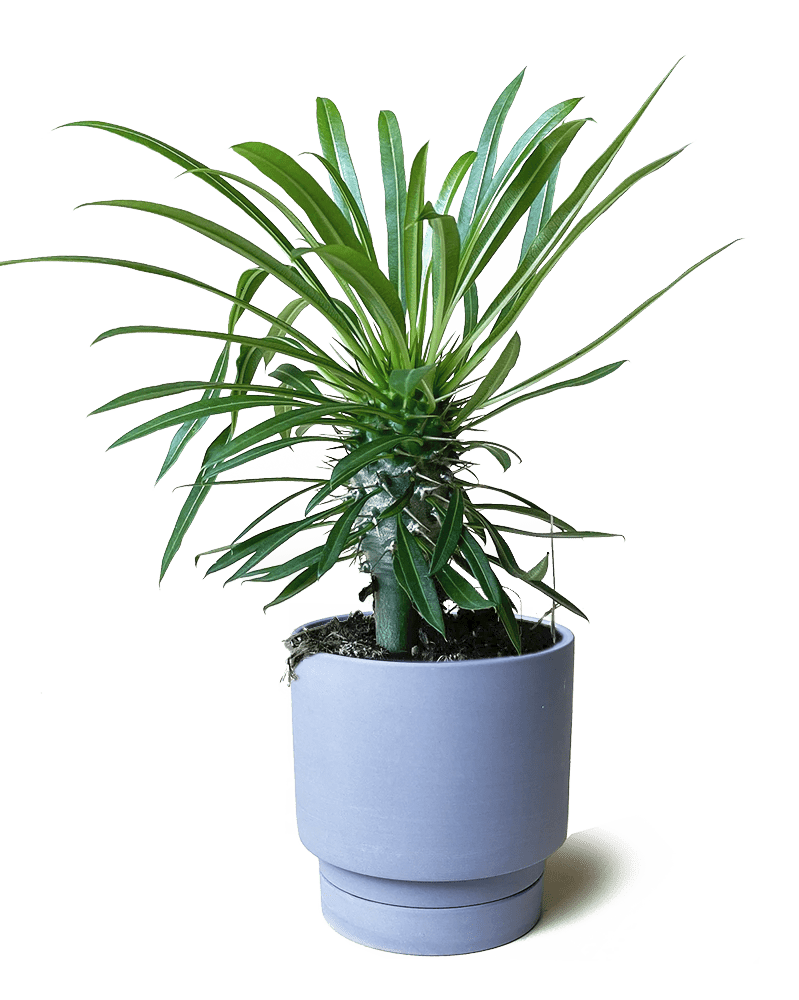 Casey Porcelain Modern Pot And Saucer Set - Chive US Wholesale