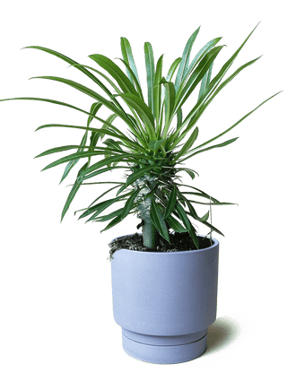 Casey Porcelain Modern Pot And Saucer Set - Chive US Wholesale