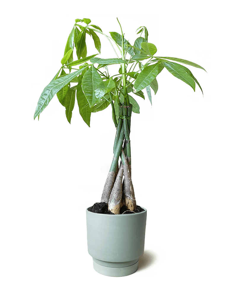 Casey Porcelain Modern Pot And Saucer Set - Chive US Wholesale