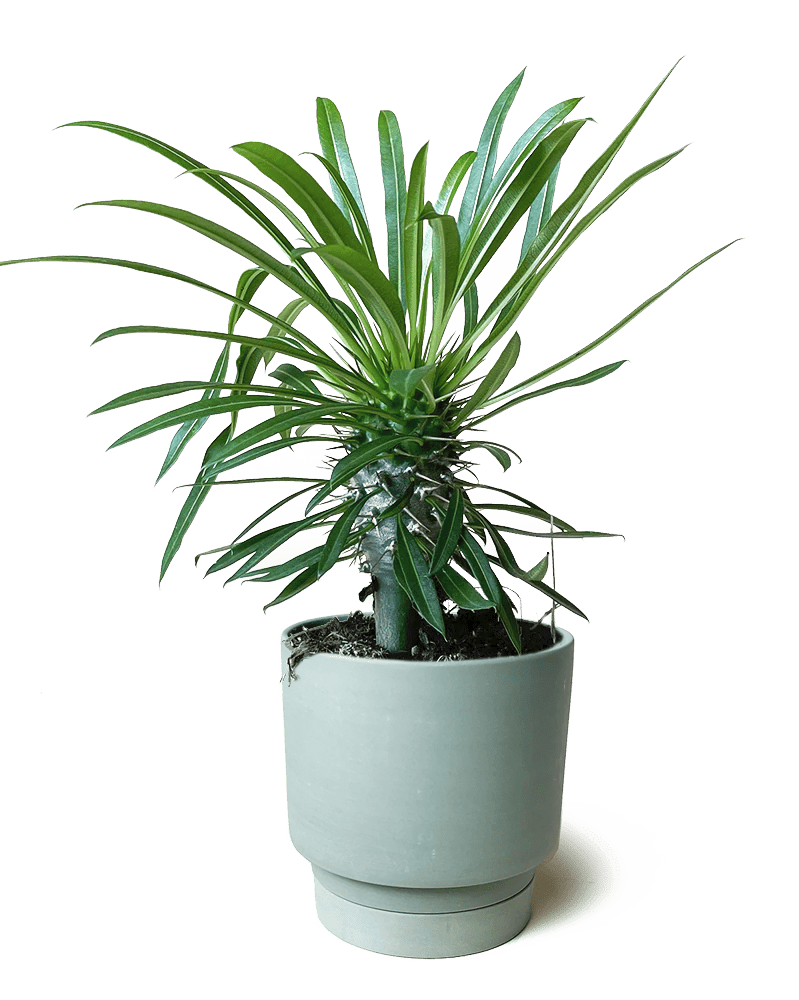 Casey Porcelain Modern Pot And Saucer Set - Chive US Wholesale