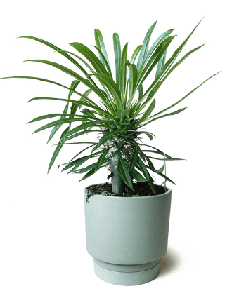 Casey Porcelain Modern Pot And Saucer Set - Chive US Wholesale