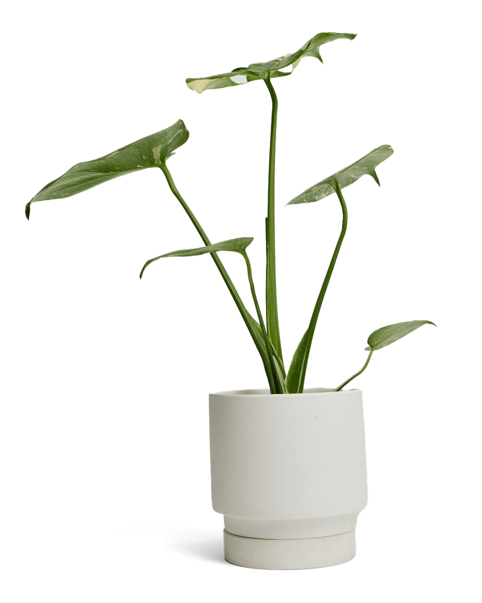 Casey Porcelain Modern Pot And Saucer Set - Chive US Wholesale