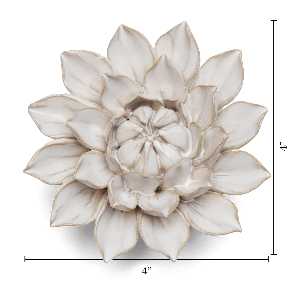 CO01 Ivory Monch Aster - Chive US Wholesale