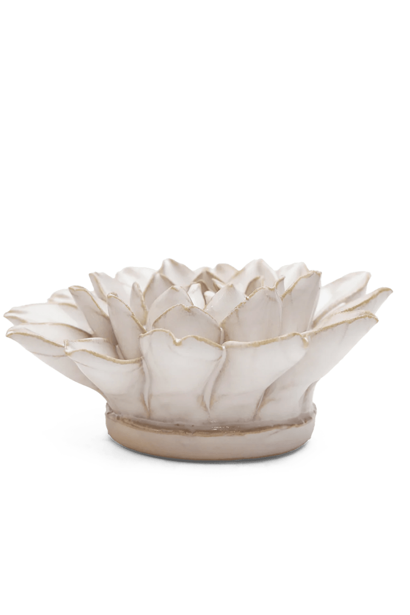 CO01 Ivory Monch Aster - Chive US Wholesale