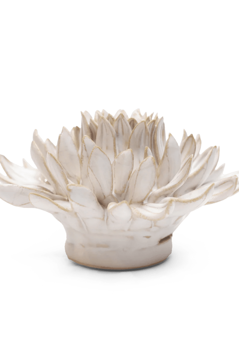 CO04 Ivory Spider Mum - Chive US Wholesale