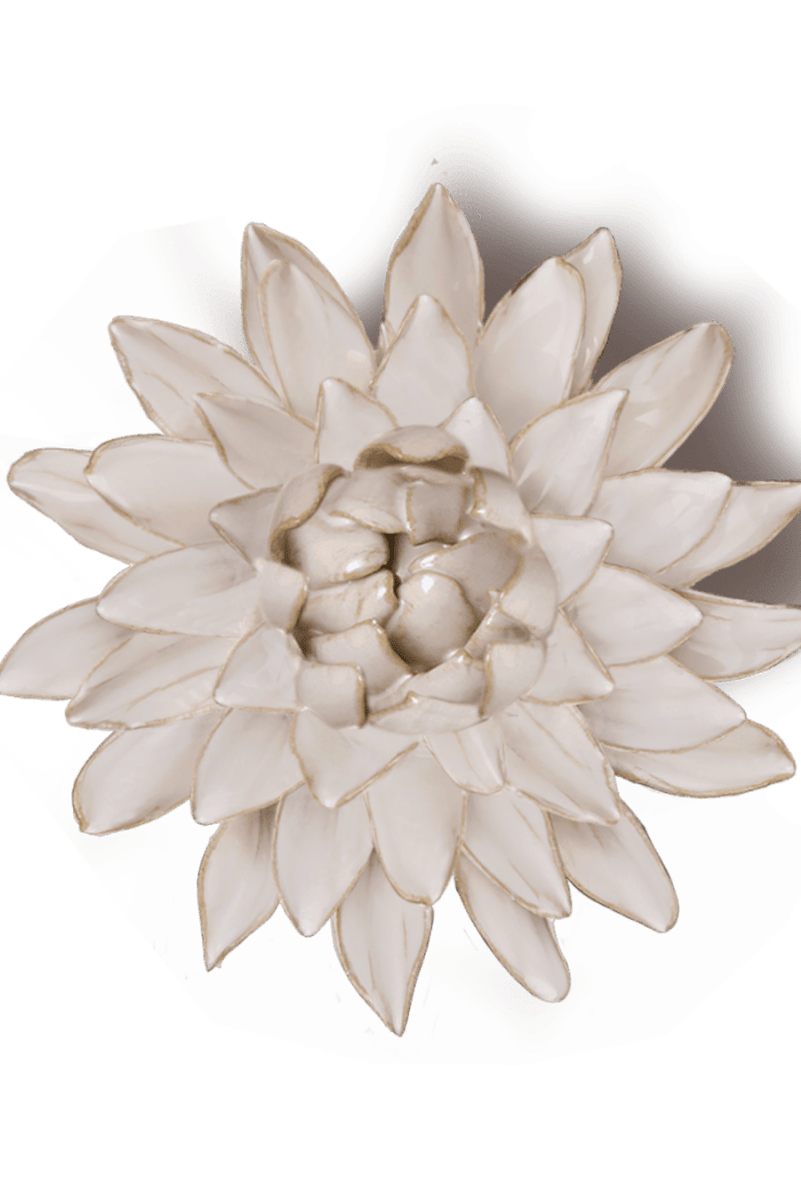 CO10 Ivory Strawflower - Chive US Wholesale