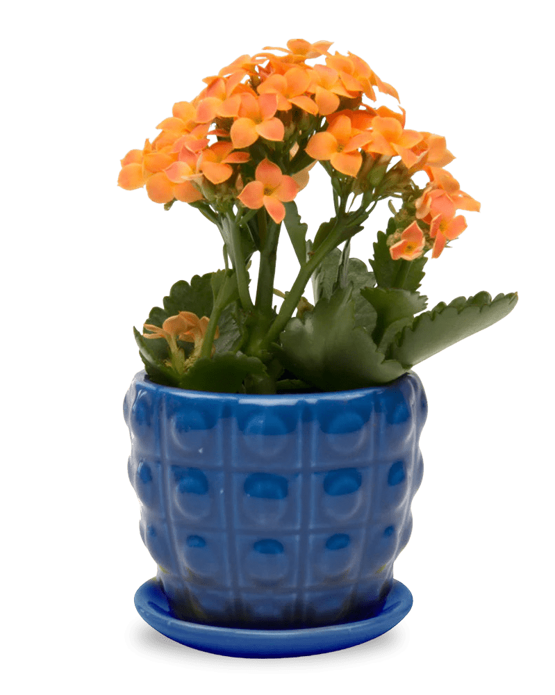 Convex Ceramic Pot With Drainage Hole And Saucer - Chive US Wholesale