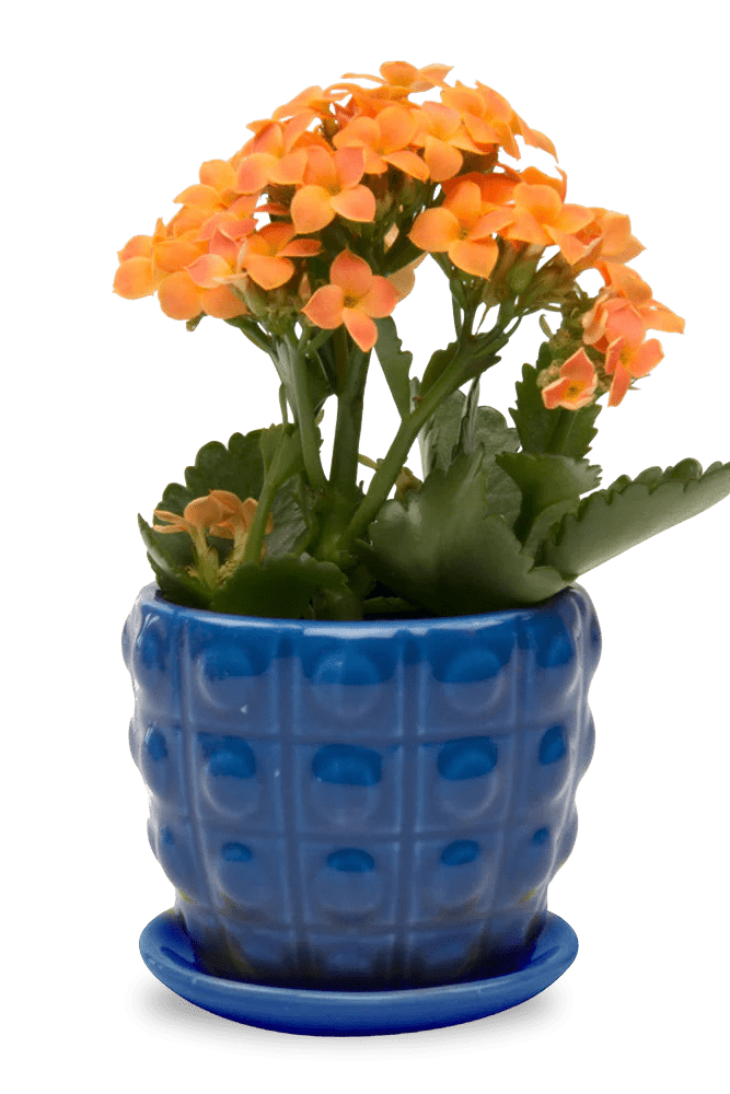 Convex Ceramic Pot With Drainage Hole And Saucer - Chive US Wholesale