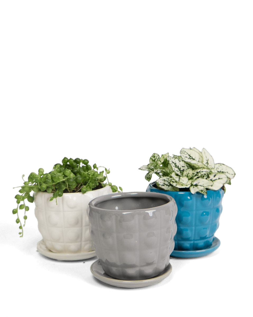 Convex Ceramic Pot With Drainage Hole And Saucer - Chive US Wholesale