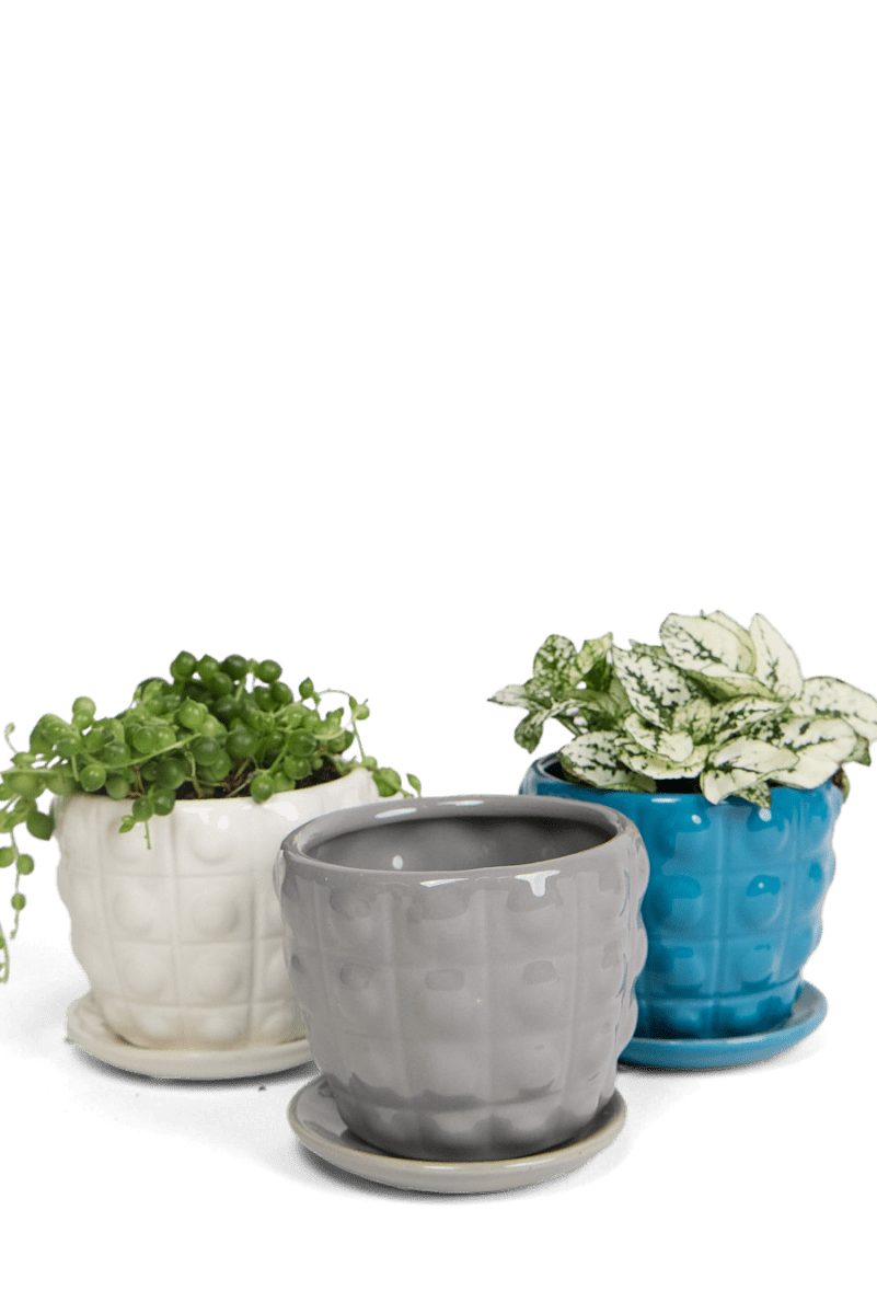 Convex Ceramic Pot With Drainage Hole And Saucer - Chive US Wholesale