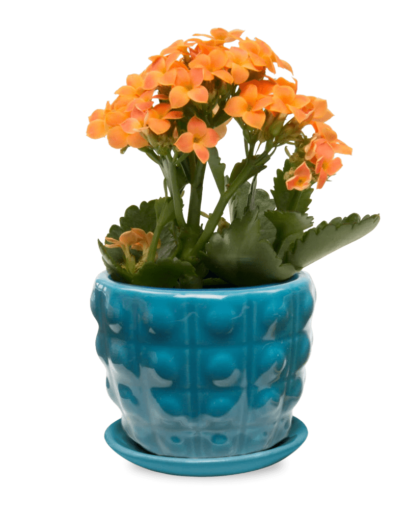 Convex Ceramic Pot With Drainage Hole And Saucer - Chive US Wholesale
