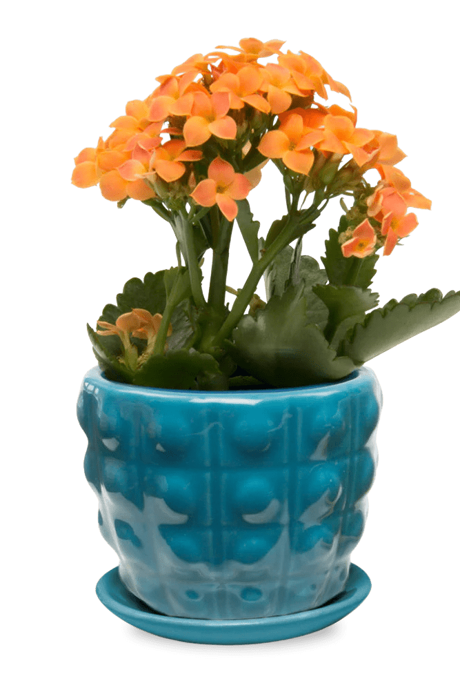 Convex Ceramic Pot With Drainage Hole And Saucer - Chive US Wholesale