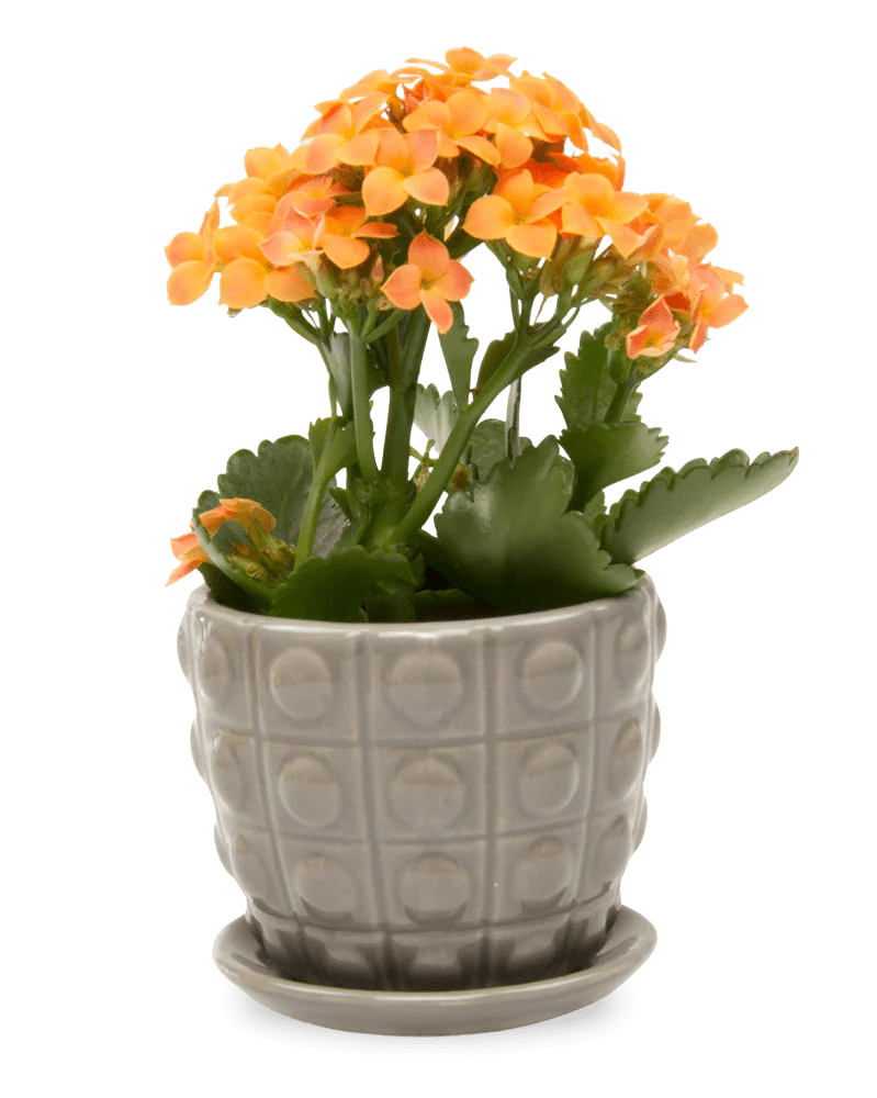 Convex Ceramic Pot With Drainage Hole And Saucer - Chive US Wholesale