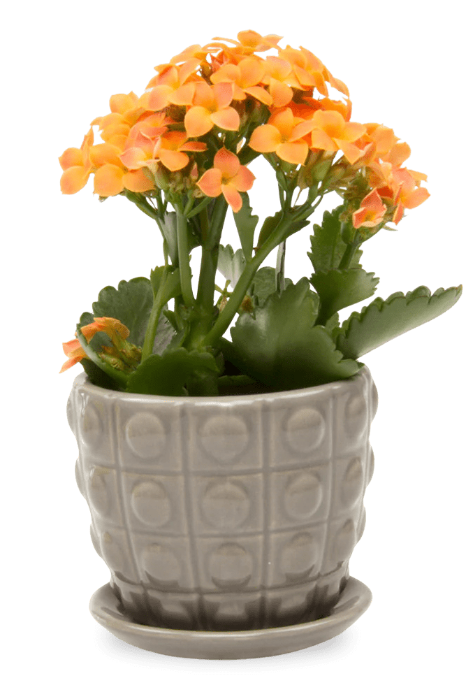 Convex Ceramic Pot With Drainage Hole And Saucer - Chive US Wholesale