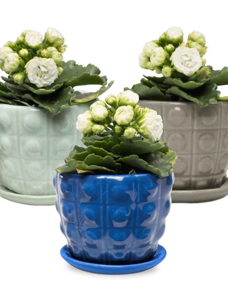 Convex Ceramic Pot With Drainage Hole And Saucer - Chive US Wholesale