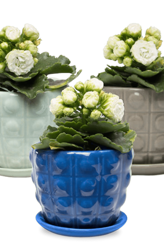 Convex Ceramic Pot With Drainage Hole And Saucer - Chive US Wholesale