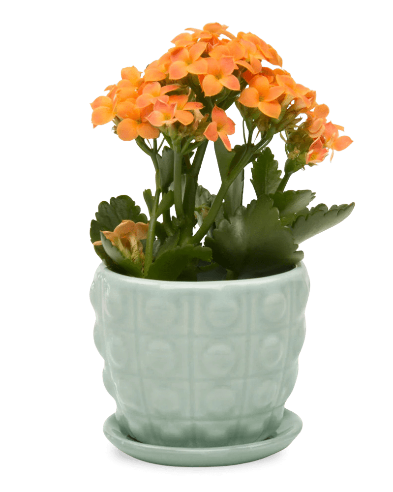 Convex Ceramic Pot With Drainage Hole And Saucer - Chive US Wholesale
