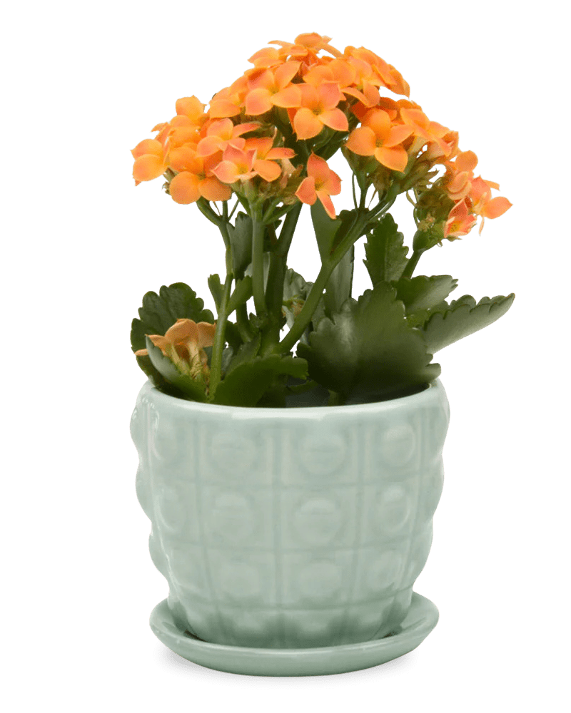 Convex Ceramic Pot With Drainage Hole And Saucer - Chive US Wholesale