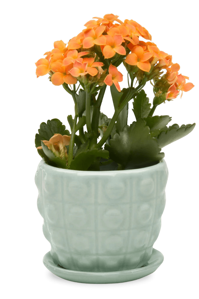 Convex Ceramic Pot With Drainage Hole And Saucer - Chive US Wholesale