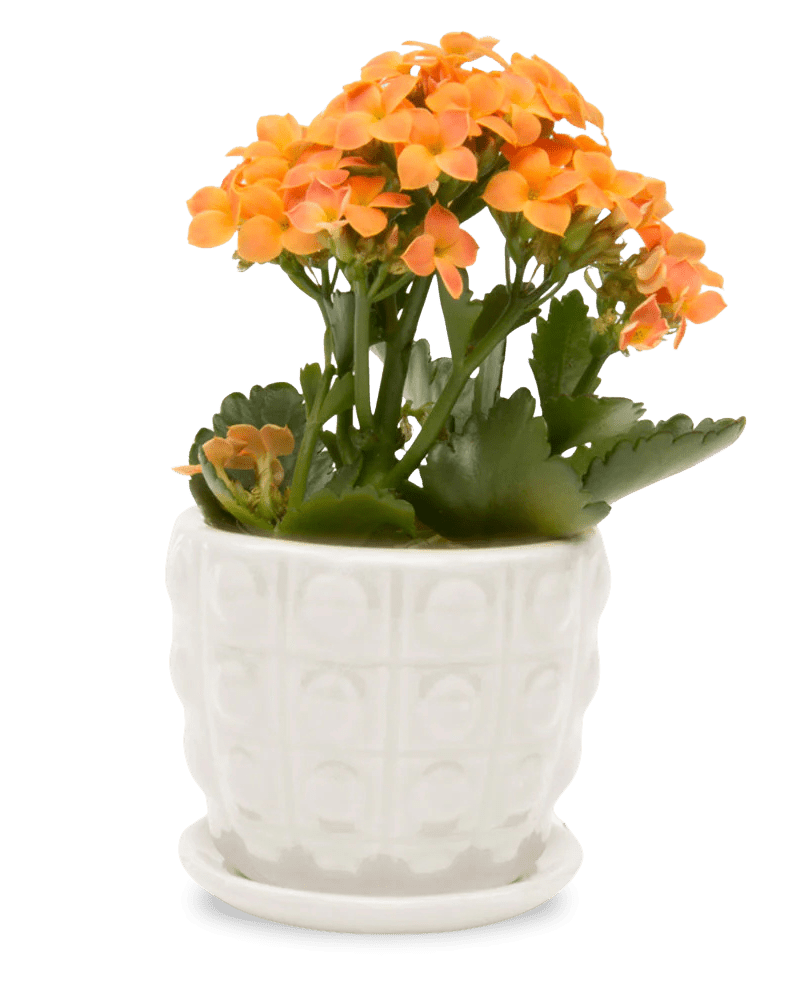 Convex Ceramic Pot With Drainage Hole And Saucer - Chive US Wholesale