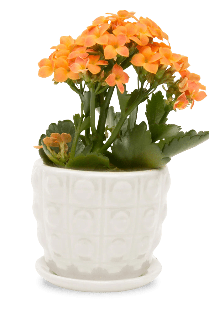 Convex Ceramic Pot With Drainage Hole And Saucer - Chive US Wholesale