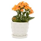 Convex Ceramic Pot With Drainage Hole And Saucer - Chive US Wholesale