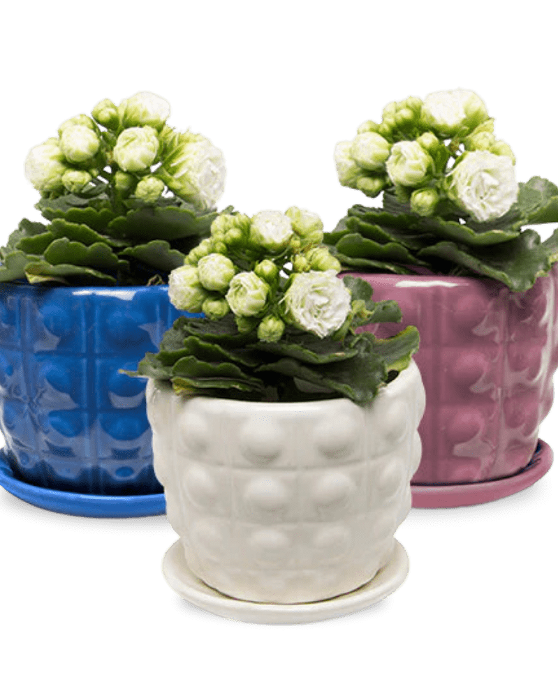 Convex Ceramic Pot With Drainage Hole And Saucer - Chive US Wholesale