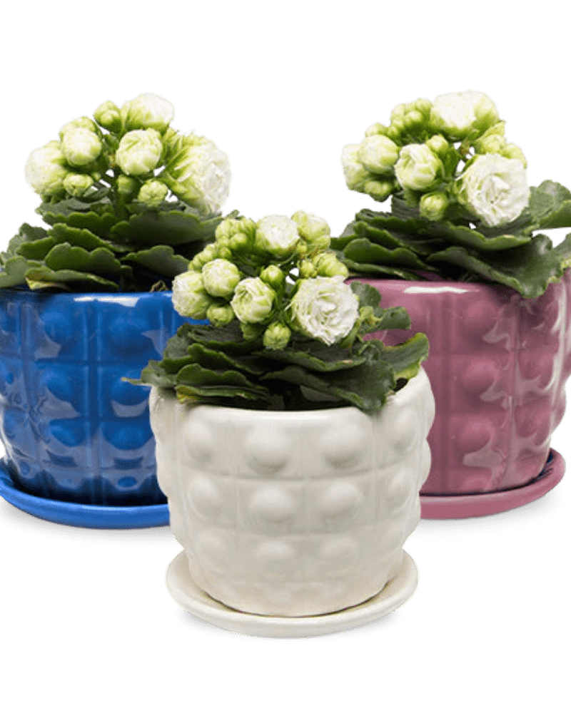 Convex Ceramic Pot With Drainage Hole And Saucer - Chive US Wholesale