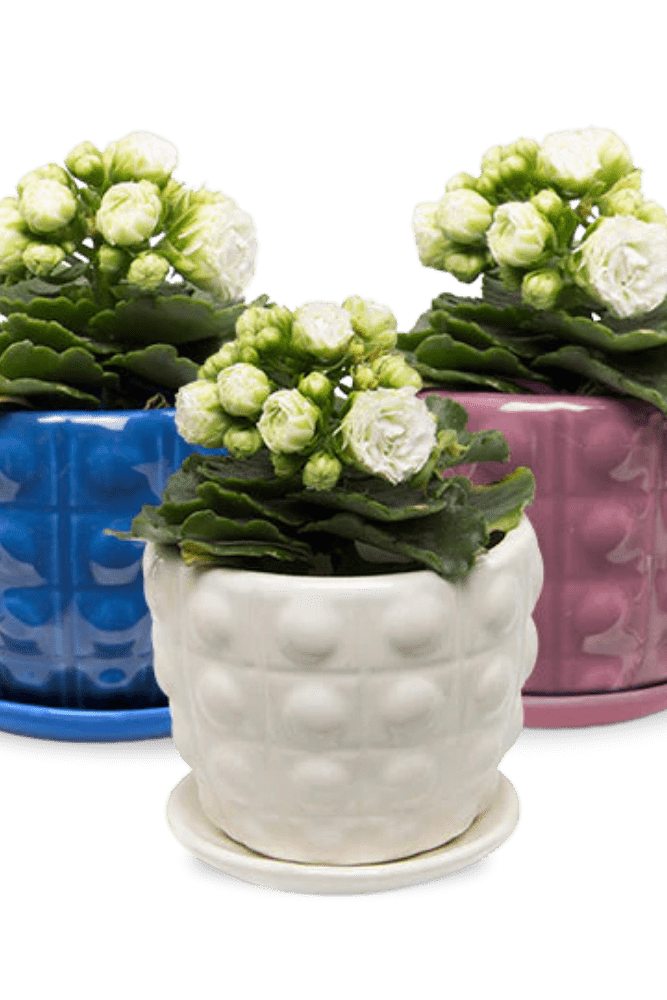 Convex Ceramic Pot With Drainage Hole And Saucer - Chive US Wholesale
