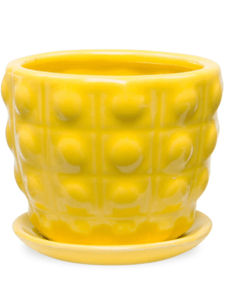 Convex Ceramic Pot With Drainage Hole And Saucer - Chive US Wholesale