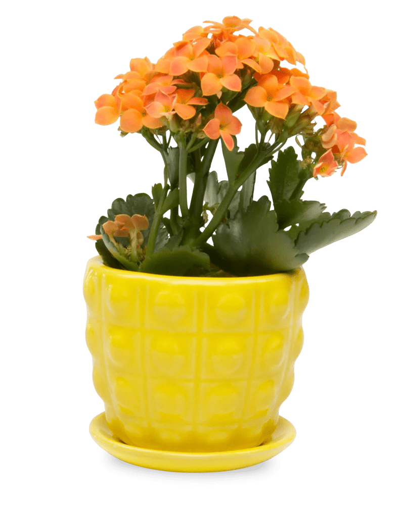 Convex Ceramic Pot With Drainage Hole And Saucer - Chive US Wholesale