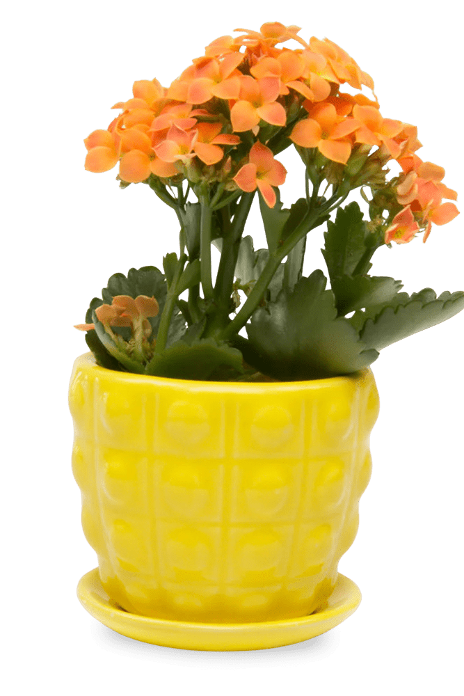 Convex Ceramic Pot With Drainage Hole And Saucer - Chive US Wholesale