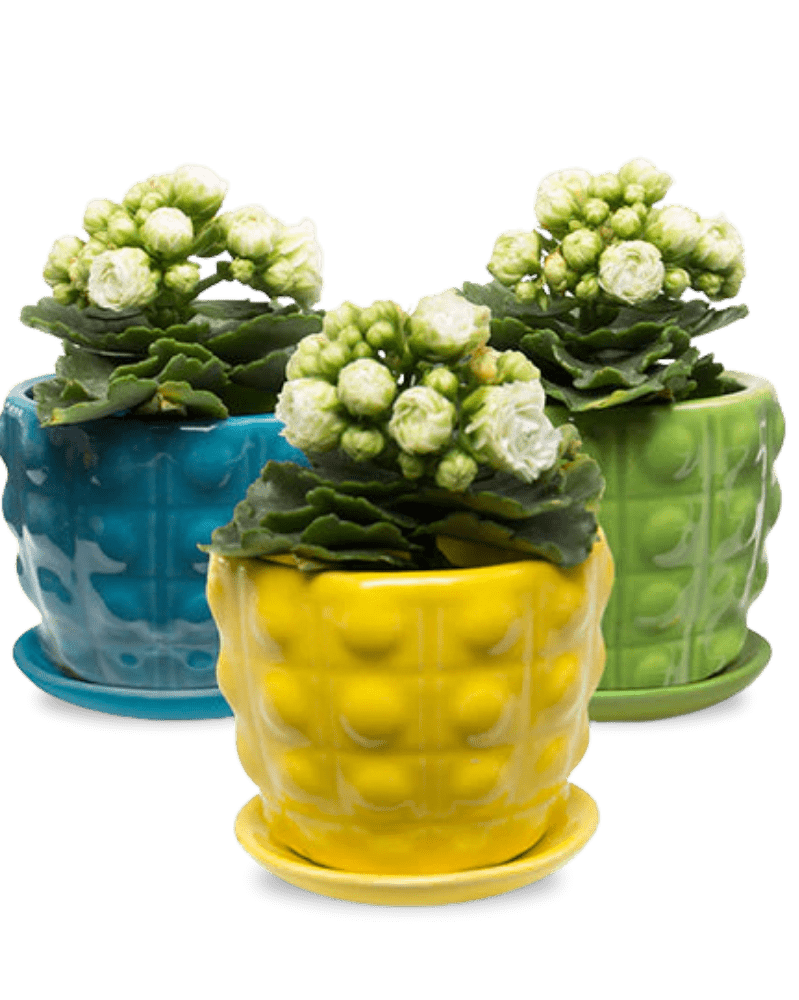 Convex Ceramic Pot With Drainage Hole And Saucer - Chive US Wholesale